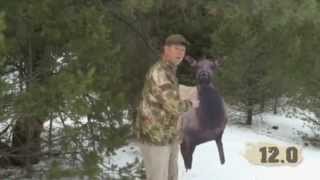 Eichler Elk Decoy Setup