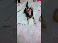 【恐怖】子犬に変なおじさんが乗り移ってた泣【極小チワワ】自己紹介【tiktok】エジソン♪水曜日のカンパネラ♪