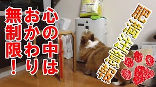 食欲の秋を象徴するいやしすぎる犬【コーギーチロ】