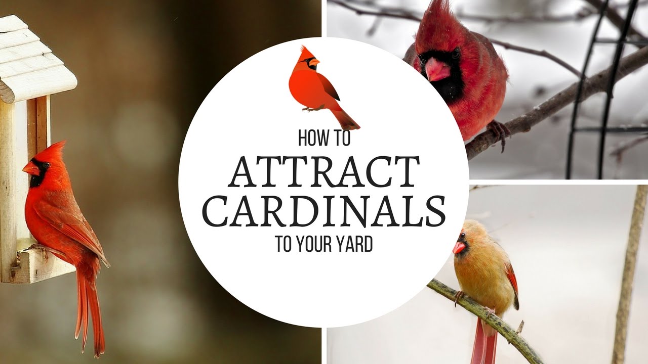 How To Attract Cardinals To Your Yard - YouTube