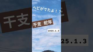 ヘビがでたよ！？今年の干支 蛇年 縁起がいい！