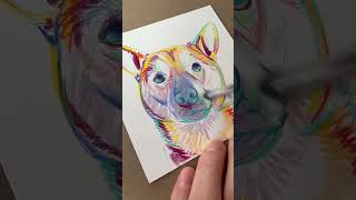 Shiba Inu Portrait- colored pencils blended with rubbing alcohol.