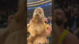 Dog wins epic dance battle at Lakers game! #losangeles #goldendoodle #dancebattle