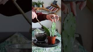 Transferul butasilor de cactus Opuntia in ghiveci 🌱 Cum se inmulteste cactusul Opuntia? 🌵