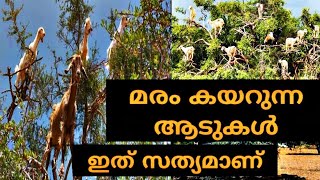 മരം കയറുന്ന ആടുകൾ|Goats climbing tree top|Intersting facts and secrets