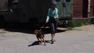 Dog Arrives for Board and Train | Trinity at her Drop Off