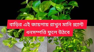 money plant ||কিভাবে বাড়িতে মানি প্ল্যান্ট রাখলে ধনসম্পত্তিতে ফুলে উঠবেন জেনেনিন ||💰💰🤑