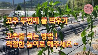 고추 두번째 줄매기 ! 고추 줄 묶는 방법 . #고추줄묶기#고추줄띄우기