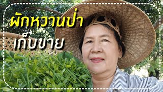 การเก็บผักหวานป่า เพื่อขายและกินเอง ให้สดได้หลายวัน​ | สุขกาย​ สุขใจ