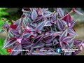 wandering jew നിങ്ങൾ വളർത്തുന്നുണ്ടോ എങ്കിൽ ഇതു ഒന്ന് ചെയ്തു നോക്കു chedikal malayalam valaran care