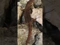 The lizard looking for food#short#shortvideo#amazing