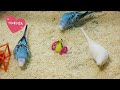 【mini ”ゆめ” 52】憩いの場【かわいいセキセイインコの短い動画】