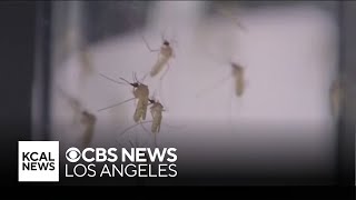 Pasadena man describes his bout with dengue