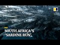 South Africa’s ‘sardine run’: an annual migration spectacle for divers
