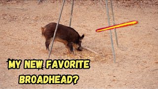 HOG DOWN WITH BOW! - Is This My New Favorite Broadhead!?