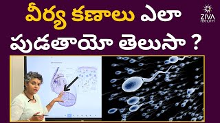 వీర్య కణాలు ఎలా పుడతాయి || Sperm Production || Dr C Suvarchalaa || ZIVA Fertilityy