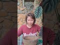 Propagation and Plant Care Alocasia Cuprea