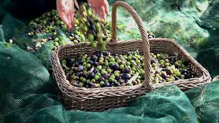 Olive Harvest Umbria 2024