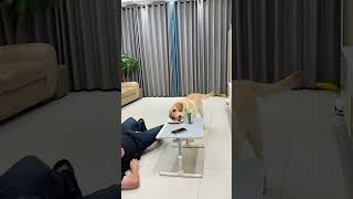 看似漫不經心的找我陪它玩玩具，實則早就盯上了麵包！！ #funnyanimals #funnydogs #搞笑 #搞笑視頻 #狗狗 #推薦