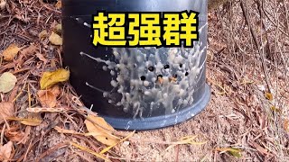 小黑放的诱蜂桶诱到一窝“超强群”，光蜜蜂都值个大几百