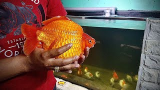 日本で販売されている高品質の金魚 | high quality goldfish