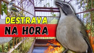 ESQUENTE SEU TRINCA FERRO FRIO MELHOR ESQUENTAR TRINCA FERRO FRIO COM TRINCA FERRO NO MATO CANTANDO