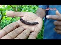 നിറമധുരം പാക്കിസ്ഥാൻ മൾബെറി pakisthan mulberry fruit d flowers vlog vellathooval agri farm