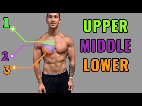 The Best Science-Based Chest Workout for Mass & Symmetry The Best Science-Based Chest Workout for Mass & Symmetry