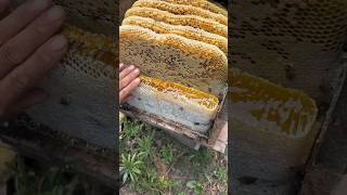 Extreme Honeycomb harvesting 🍯 |Harvesting honey from beehive 🐝 EP48 #viral #nature #shorts