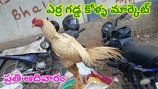 హైదరాబాద్ ఎర్ర గడ్డ కోళ్ళ మార్కెట్ 19/1/2025 erragadda kolla market @ampetsnellore