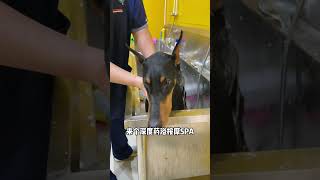 【杜宾安妮】短毛狗狗还是挺省事的 #doglife #狗狗 #宠物 #animals #pets