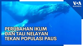 Perubahan Iklim dan Tali Nelayan Tekan Populasi Paus