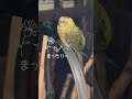 ビセイインコ in good vibes