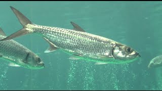 イセゴイ　Indo-Pacific tarpon　Megalops cyprinoides