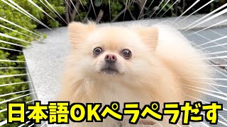 日本語を喋るポメラニアン ※語彙力は低め