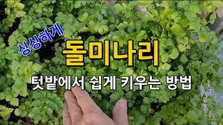 싱싱한 돌미나리 쉽고 편하게 키우는법 / 사계절 돌미나리 재배법