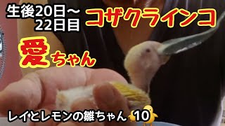 [コザクラインコ]巣上げ翌日から生後22日目の愛ちゃんです💞レイとレモンの雛ちゃん10🐥