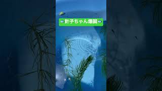 針子爆誕🐟ベランダでメダカのビオトープ🐟  #メダカ #針子 #ベランダ #バケツ #shorts