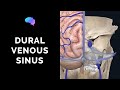 Dural Venous Sinuses (3D Anatomy Tutorial) | UKMLA | CPSA