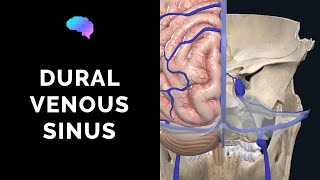 Dural Venous Sinuses (3D Anatomy Tutorial) | UKMLA | CPSA | PLAB 2