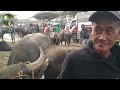 price update kalabaw bagsak presyo february 21 2025 padre garcia batangas livestock auction market