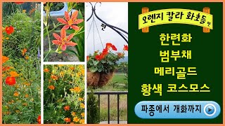 #한련화#범부채#황색코스모스#메리골드 파종에서 개화까지 #한련화파종 #범부채파종#메리골드파종#공원꽃#화단꽃 #가을꽃