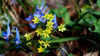 한국의 야생화 - 중의무릇(Gagea lutea)