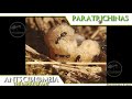 ant colony paratrechina