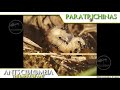 ant colony paratrechina