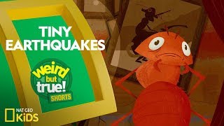 Tiny Earthquakes | Weird But True! Shorts