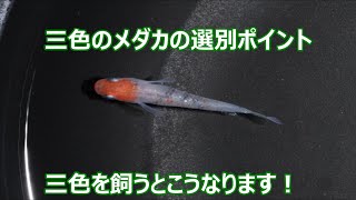 三色のメダカの選別ポイントと繁殖する上での心構えについて！色が出ない選別外の引取の相談受けます！