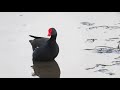 wetland britain the mighty moorhen