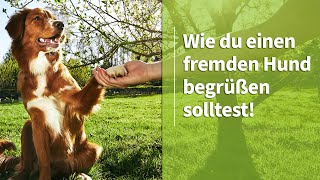 Mensch und Hund ➡️ Wie du einen fremden Hund begrüßen solltest! ✔️