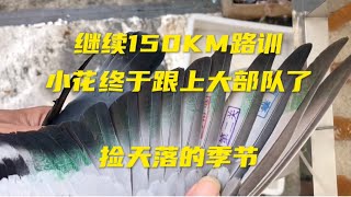 【小悠赛鸽】170期：继续路训150KM，小花终于跟上大部队，入棚的天落感觉很不错